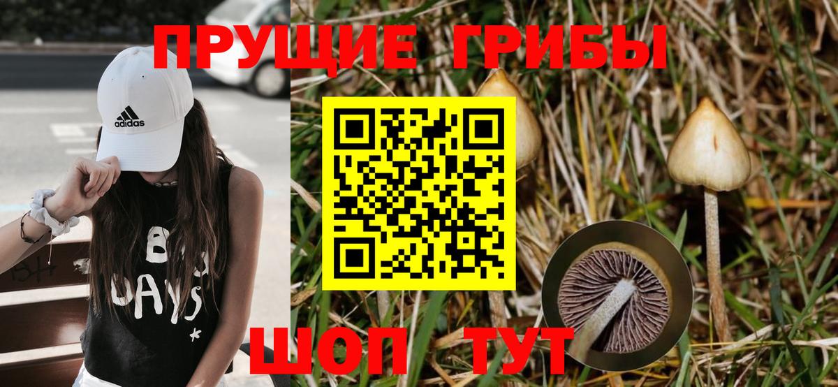 Псилоцибиновые грибы Psilocybine cubensis Ефремов
